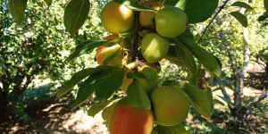 AMASYA ELMASINA DEV DESTEK!