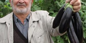 YAZIN KİLOSU 5 LİRADAN PAZARLADIĞI PATLICANLARI BU KIŞ GÜNLERİNDE 17 LİRADAN SATIYOR