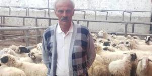 300 koyununun 68’inde brusella hastalığı